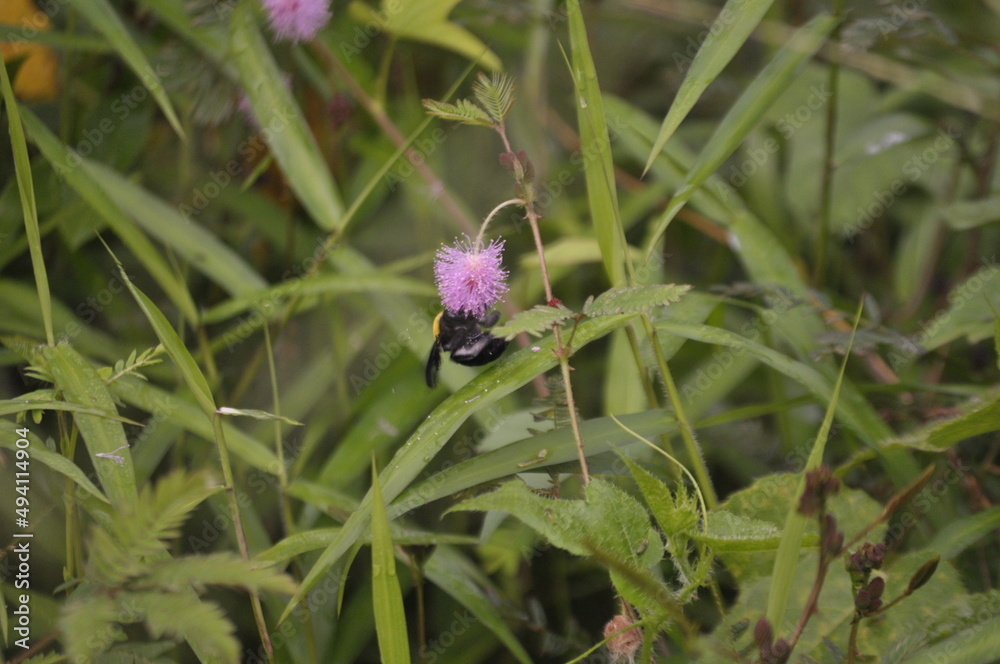 a flying bee perching on a purple flower