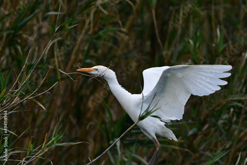 COLONIA DE GARCILLAS BUEYERAS EN UN CAÑAVERAL EN EL NORTE DE LA ISLA DE TENERIFE