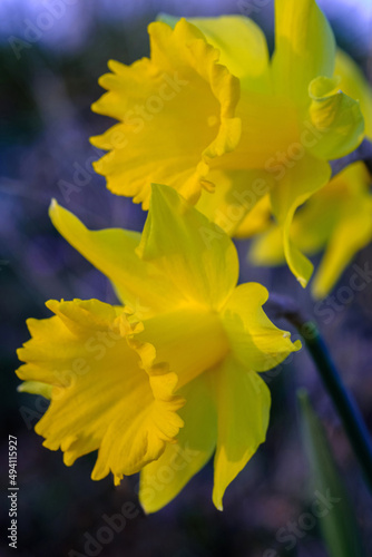 Closeup of two yellow narcissus flower.