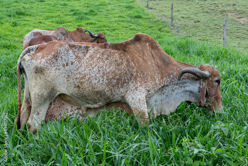 Girolando dairy cows grazing on a farm photo