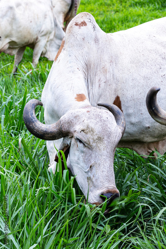 Fotografi Girolando dairy cows grazing on a farm