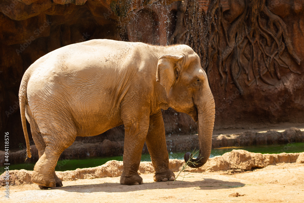 Naklejka premium elephant in zoo