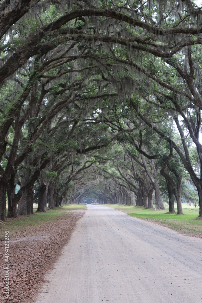 Fototapeta premium road with overhanging trees