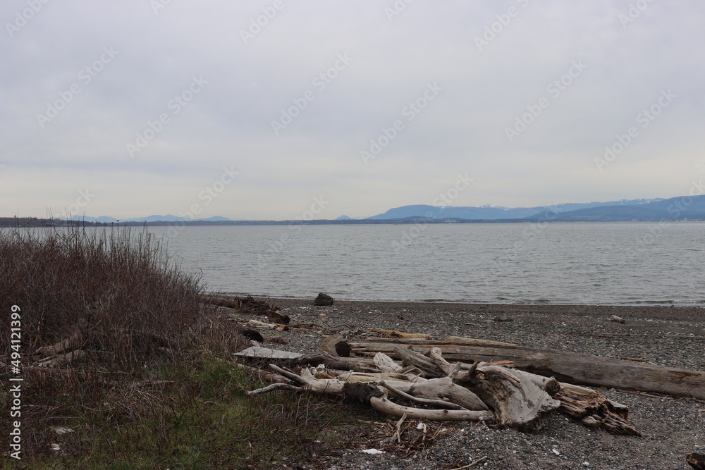 tree on the beach, tree on shore, logs and or branches on shoreline