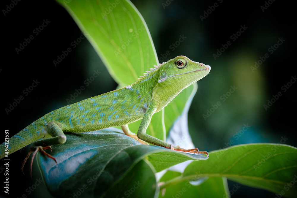 green lizard on a branch