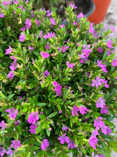 pink flowers in a garden © Perla