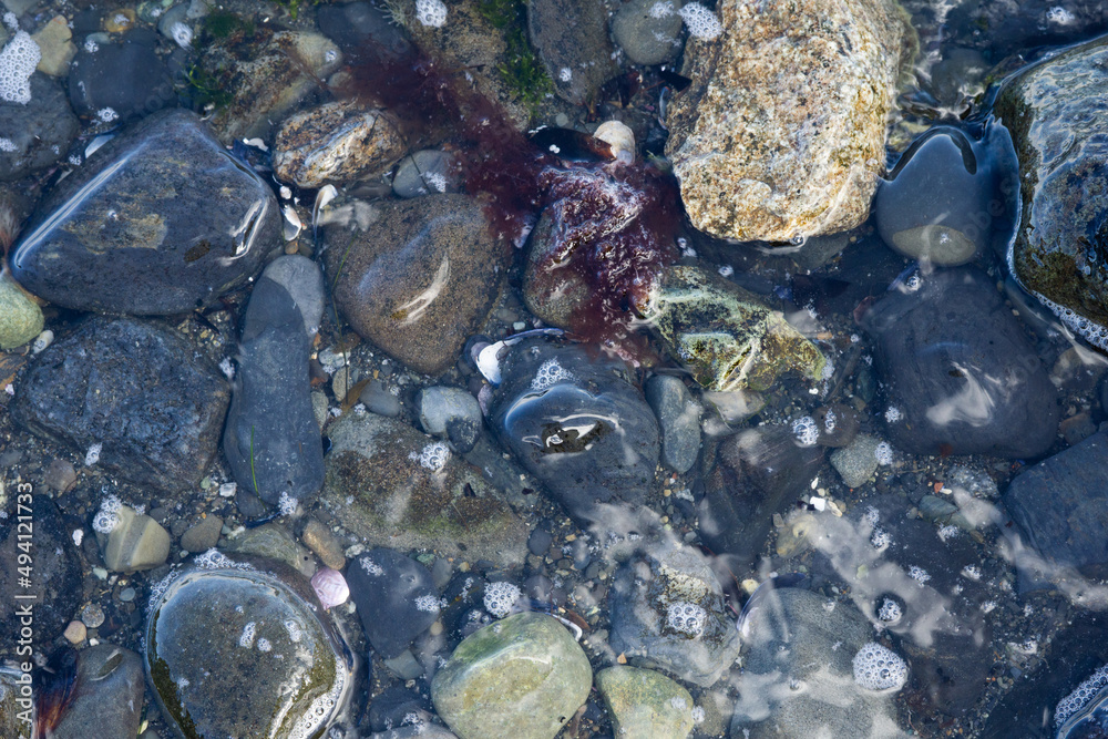 Patterns of rocks shells, rope and grass Patterns of rocks shells, rope and grass
