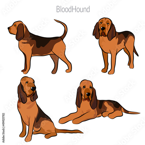 Cute Bloodhound dog doodle collection Free Hand Drawing Vector in Different Poses.