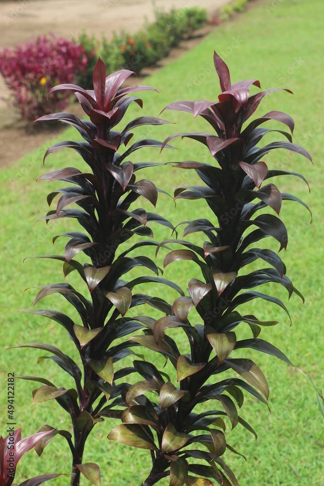 Beautiful cordyline fruticosa, or commonly known as ti plant, palm lily, cabbage palm or in Indonesia it is called andong Beautiful cordyline fruticosa, or commonly known as ti plant, palm lily, cabbage palm or in Indonesia it is called andong