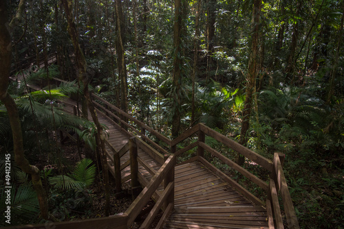 Boardwalk in the Daintree Rainforest  Wet Tropics World Heritage Area  Queensland  Australia 