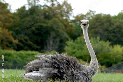 ostrich