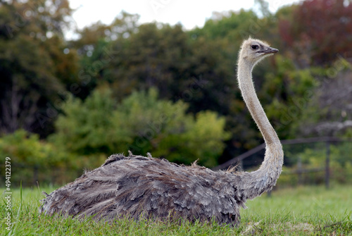 ostrich