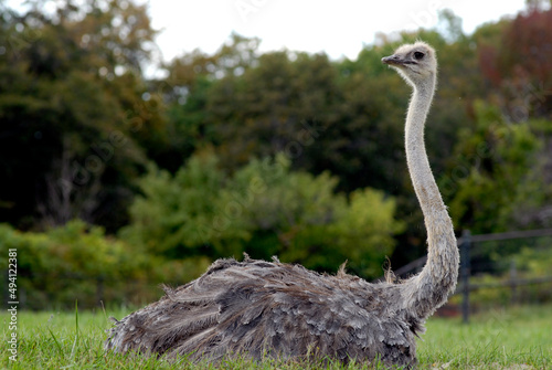 ostrich
