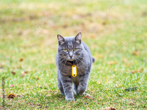 A stray cat stands on a green lawn in the beautiful light of the sunset.