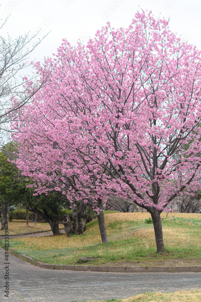 全盛期の桜
