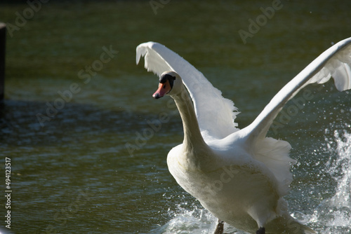Fototapeta Naklejka Na Ścianę i Meble -  白鳥