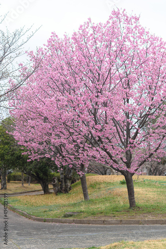 全盛期の桜 
