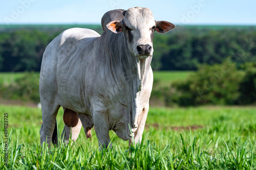 Gado de corte da pecuária brasileira / Cattle grazing in Brazilian livestock
