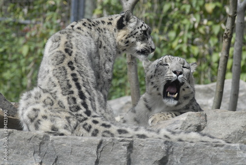 Snow Leopard 