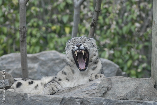 Snow Leopard 