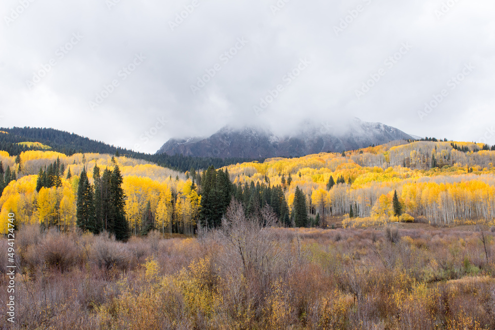 Aspen Forest in the fall