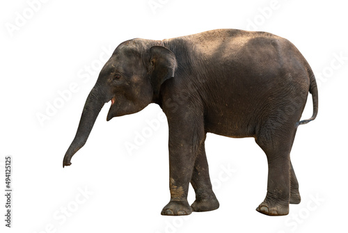 Isolated full body of baby Asian elephant  side view  image of baby elephant on white background  clipping path in file