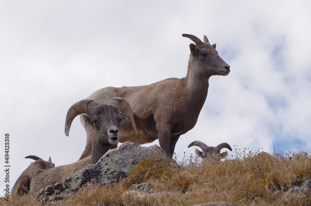 Obraz premium bighorn sheep on the mountain