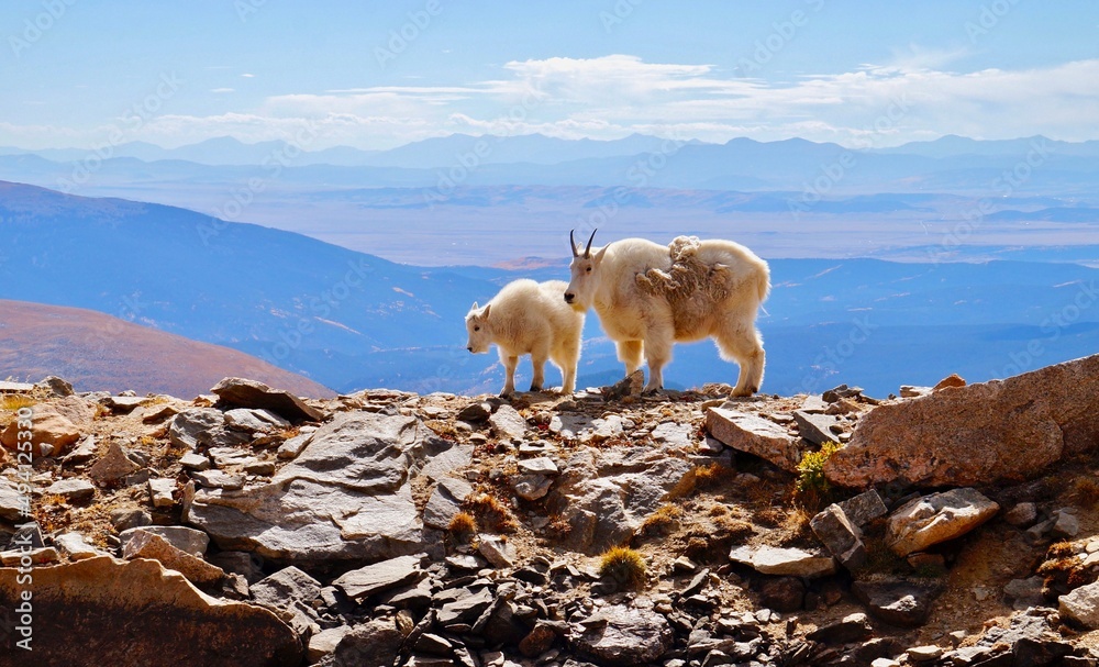 Naklejka premium mountain goats on the mountain