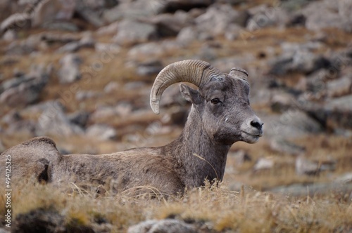 bighorn sheep on the mountain