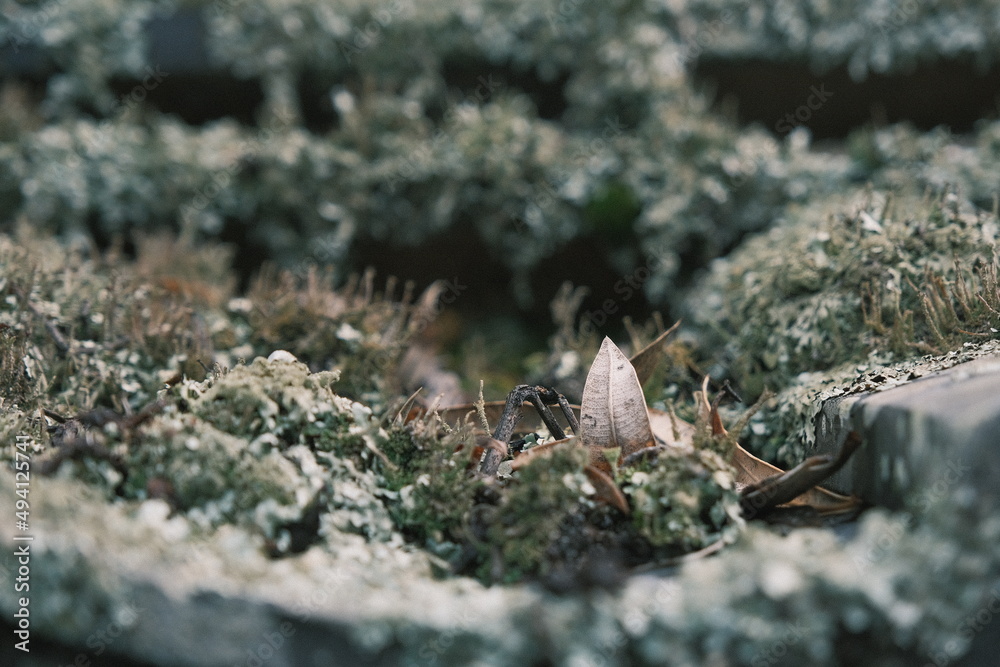 moss and leaves closeup moss and leaves closeup
