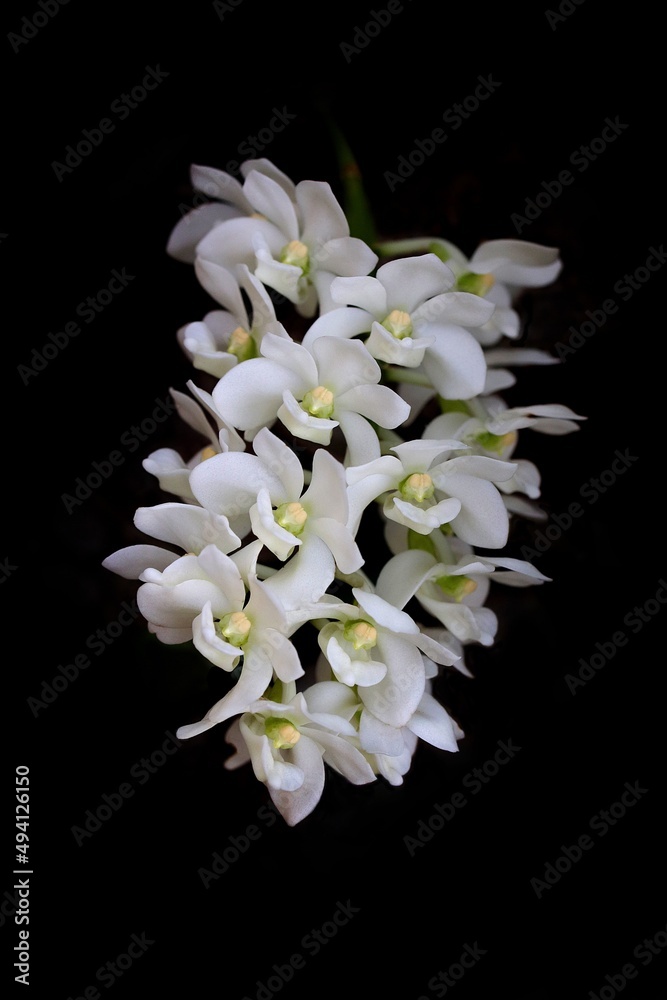 Obraz premium rhynchostylis gigantea orchid white color closeup in black background