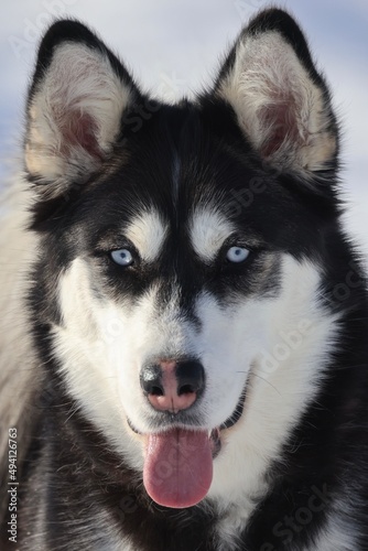 siberian husky puppy