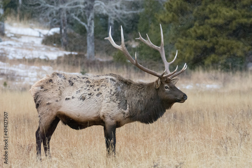 An Elk grazing as it snows in RMNP