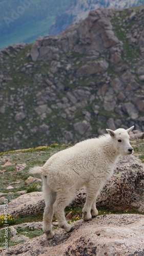 baby mountain goat in the mountains