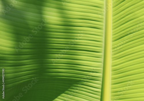 Green banana leaf details with natural patterns and veins form the veins that nourish the leaves to be beautiful and stand out naturally on a sunny blue day.