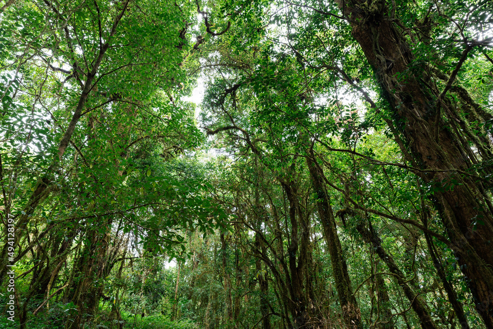Fototapeta premium Many trees have bright green leaves in a mature forest. northern thailand for making background