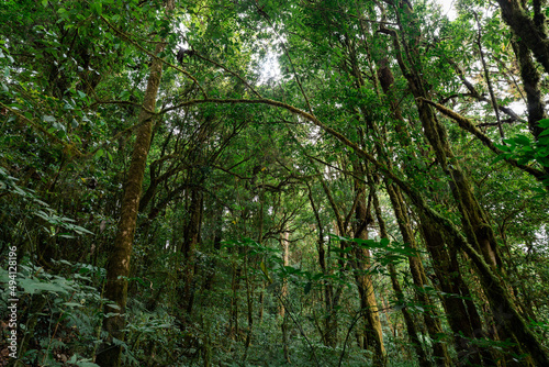 Many trees have bright green leaves in a mature forest. northern thailand for making background