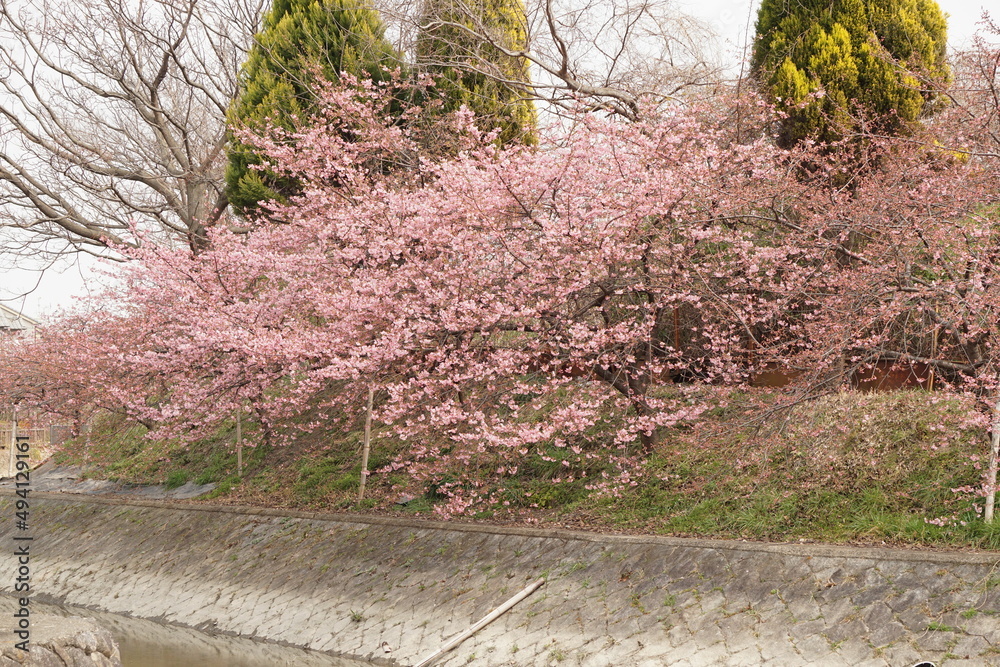 Fototapeta premium 河津桜 淀