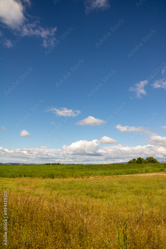 緑の草原と青空
