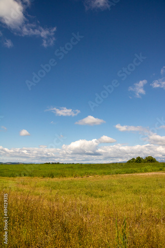 緑の草原と青空 