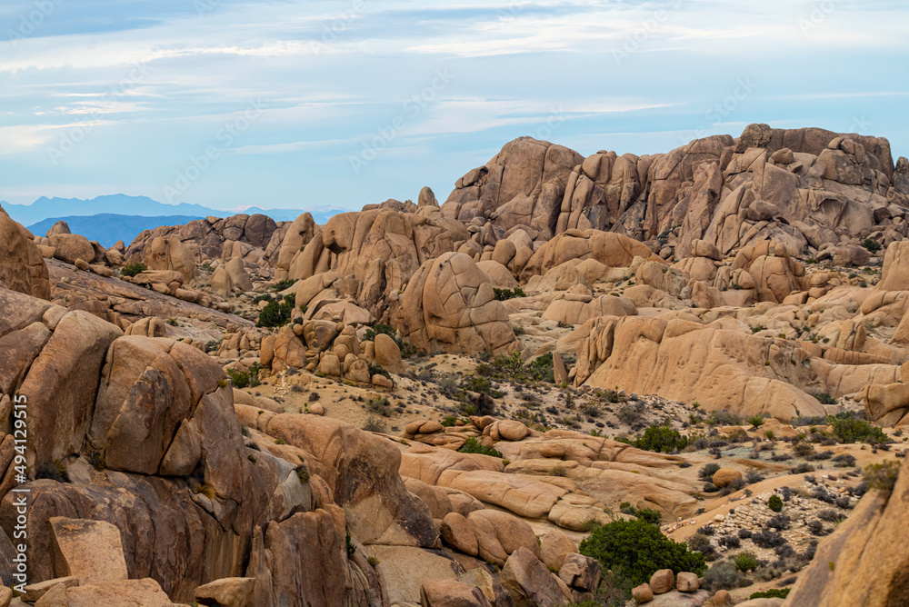 Joshua Tree National Park landscape in late afternoon, before sunset. 