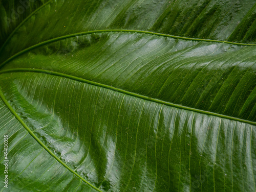 The Echinodorus cordifolius leaf close up image for background photo