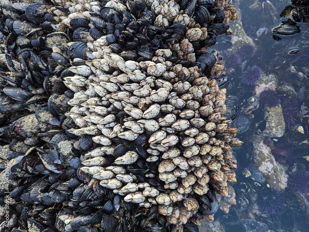 Rocks on shore of Pacific ocean completely covered with Mussels and crustacean Rocks on shore of Pacific ocean completely covered with Mussels and crustacean