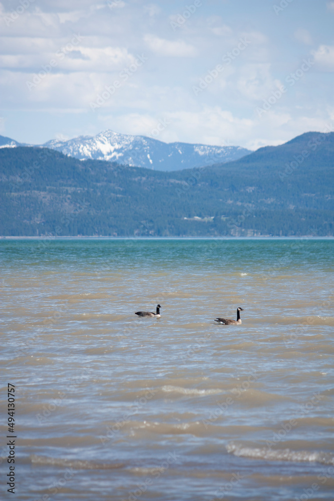 Canada Geese in a Mountain Lake