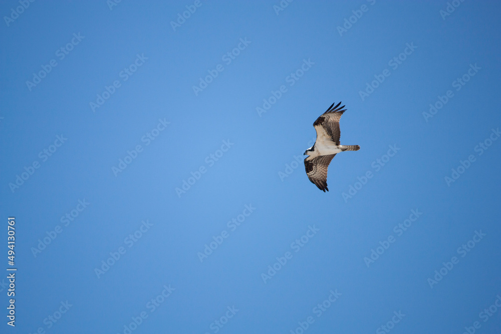 Osprey in Flight