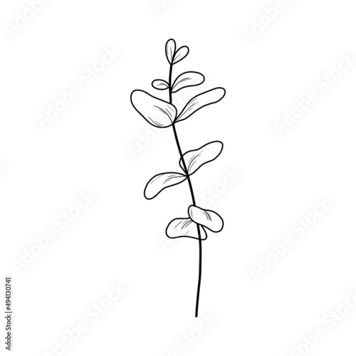Fototapeta Naklejka Na Ścianę i Meble -  Eucaliptus branch line art drawing. Vector illustration with leaves isolated on white background. Botanical plant