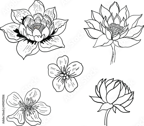 Hand drawn lotus and koi fish carp vector for printing on background.Lucky Chinese animal illustration for painting.