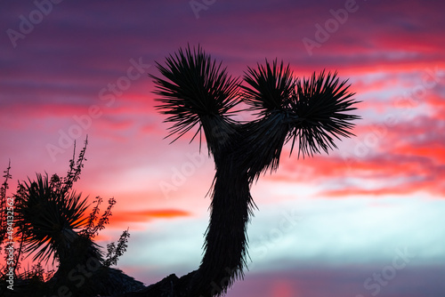 Sunset in Joshua Tree National Park  California. Silhouette of tree in foreground with bright pink  purple sunset blurred in colorful background behind. Tourism tourist  explore  camp  hike. 