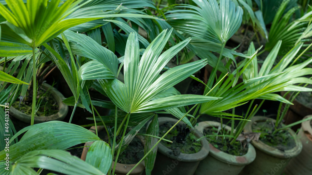 fan palms planted in a clay pots fan palms planted in a clay pots