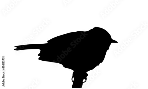 bird on branch, silhouette on white